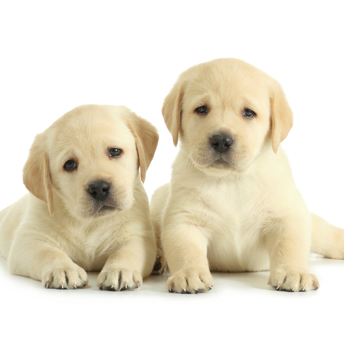 Puppy Love: Thoughts on A Good Day to be a Dog – Just Something