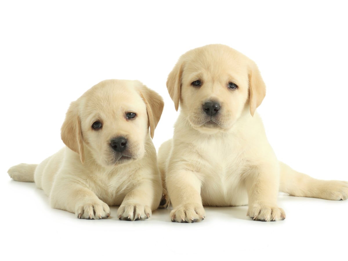 If I say 'woof', it's cos I'm a dog