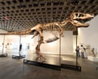 The ultra rich are collecting fossils. And that’s bad for science - video The ultra rich are collecting fossils. And that’s bad for science - video