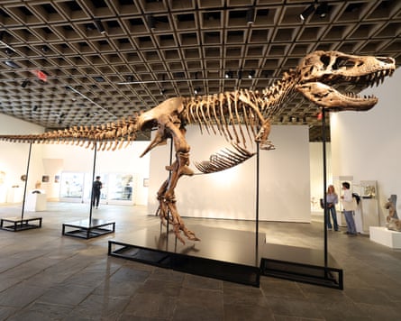 A mounted Tyrannosaurus rex skeleton