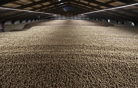 A shot of a dark warehouse full of potatoes