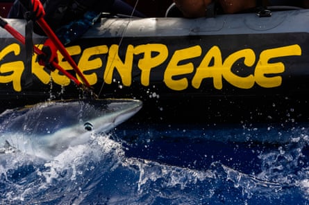 Greenpeace activists free a blue shark caught on a longline in the Pacific Ocean.