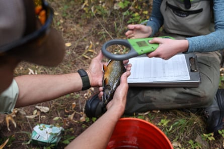 Michael Miller and Kelsie Field, graduate student researchers from New Mexico State University, scan a brook trout caught in a small stream that runs through Vermejo Park Ranch. The PIT tag inside the fish confirms that it is, in fact, a Trojan trout.