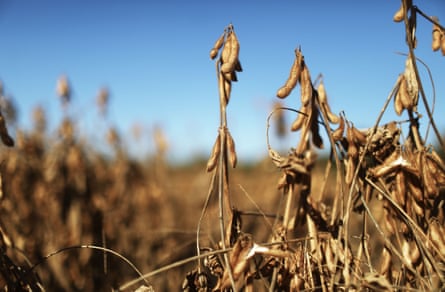 Plantas de soja crescem em um campo