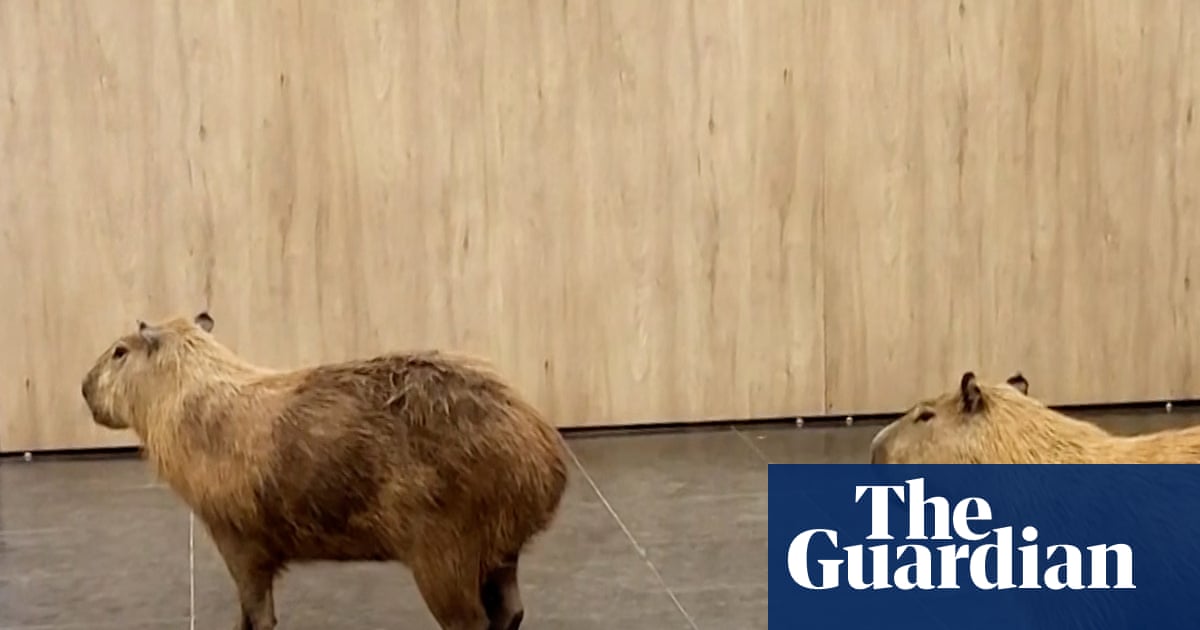 Capybaras caught roaming government building in Brazil – video