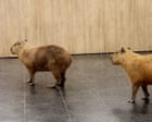 Capybaras caught roaming government building in Brazil – video