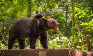 Bear Wood at the Wild Place project.