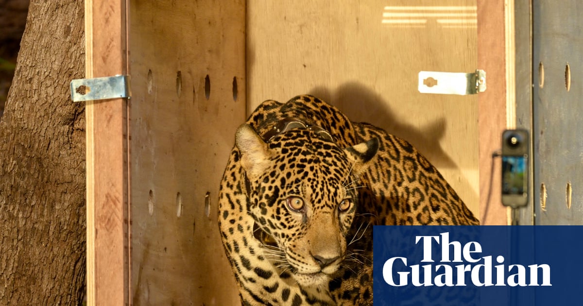 Week in wildlife: a studious deer and a partying raccoon