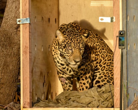 Week in wildlife: a studious deer and a partying raccoon