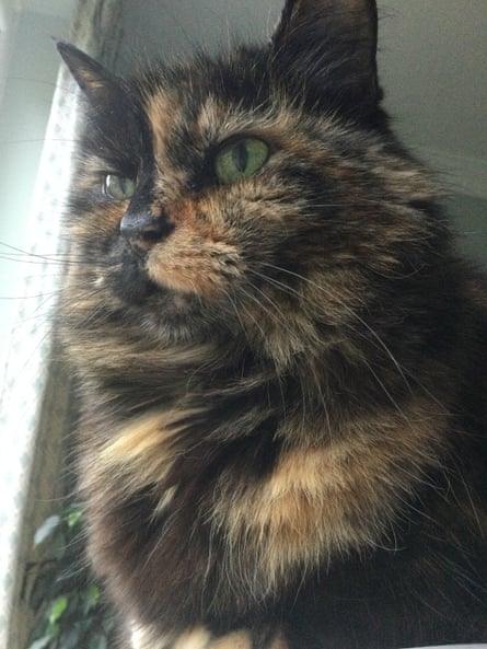 A fluffy tortoiseshell cat looking out of a window.