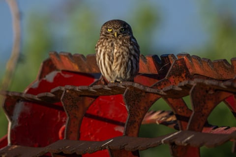 Uma pequena coruja no Parque Nacional Paraíso das Aves de Manyas, em Balikesir, Turquia.