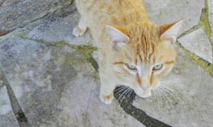 I Adopted A Stray Cat I Had No Idea What I Was Letting Myself In