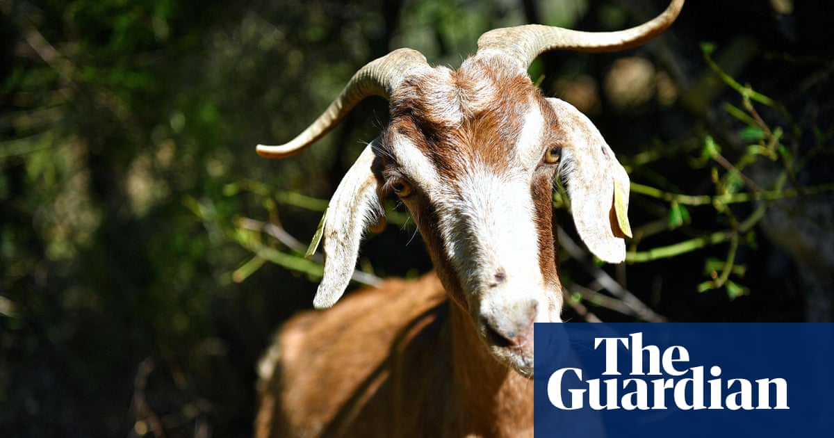 Goats and sheep deploy their appetites to save Barcelona from wildfires