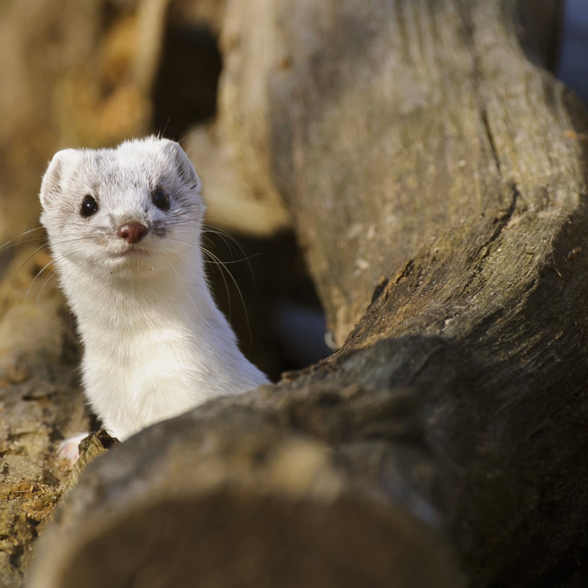 A Stoat In The Kennel Environment The Guardian