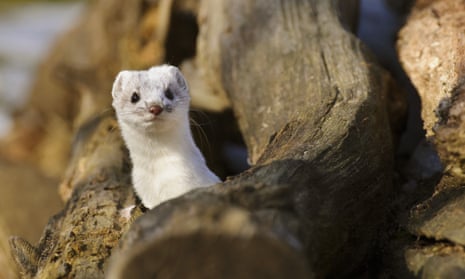 A stoat, in white winter coat, peering out of a woodpile.