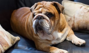 English Bulldog and area cannabis enthusiast Max Daddy.