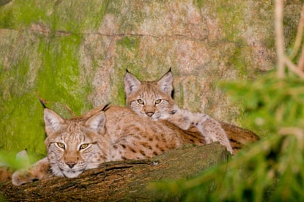 Two lynx rest in the woods. 