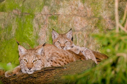 Two lynx rest in the woods.