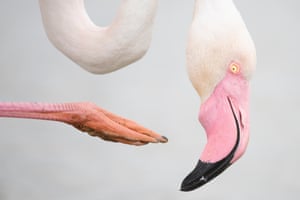 A flamingo scratches its chin