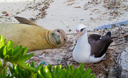 a seal and an albatross on the ground
