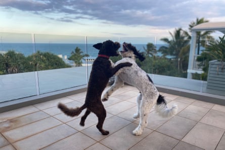 Lola cavorts with an oodle friend on a balcony in Sydney