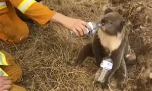 Heartbreaking And Heartwarming Animals Rescued From Australia S Bushfires Devastation Environment The Guardian