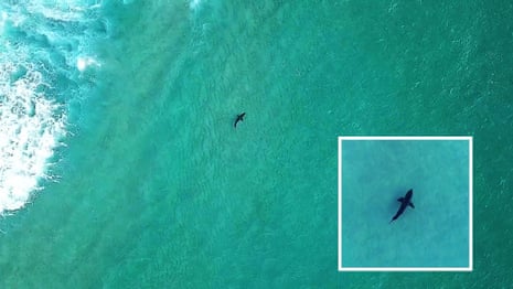 Shark spotting: how a drone app is helping to keep Sydney's surfers safe in the water – video