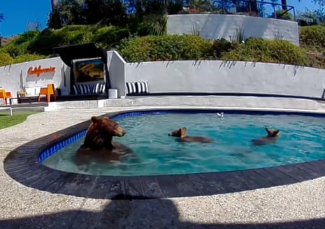 A large bear and two cubs swim in a back yard swimming pool.