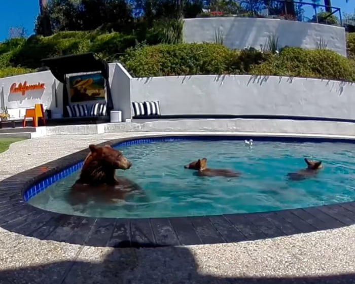 Bear-y good neighbors: humans and animals are learning to live together in an expanding LA