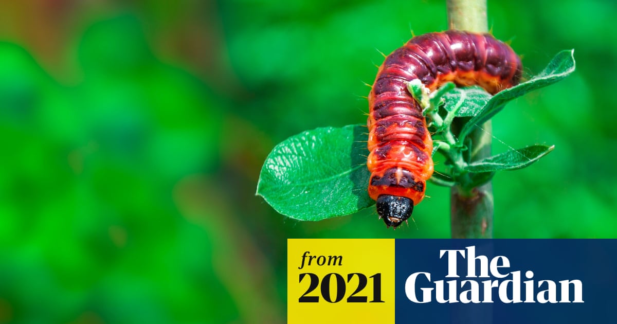 Country diary 1921: on the scent of the rare goat moth | Insects | The ...