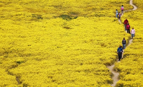 People walk on a trail through a hillside covered in yellow blooms.