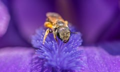 A sweat bee in an iris flower.