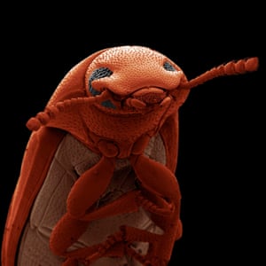 Flour beetle, coloured in Photoshop