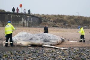 Blythe, UK. Members of the coastguard measure a humpback whale that has washed up dead on the beach in Northumberland