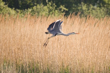 A grey heron above the reed beds of the Norfolk broads