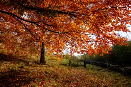 A beech tree with beautiful golden and red leaves