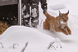 Gernsbach, Germany: A lynx cat released into the wild