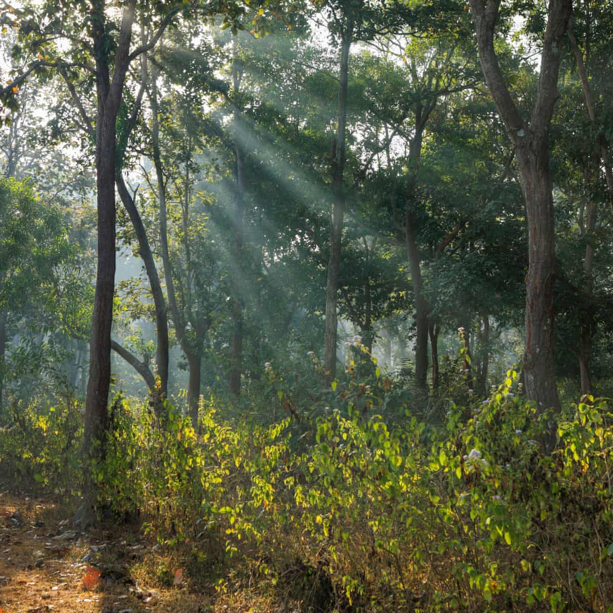 The forest in Chhattisgarh