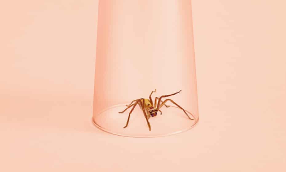 Still life image of a spider caught in a glass.