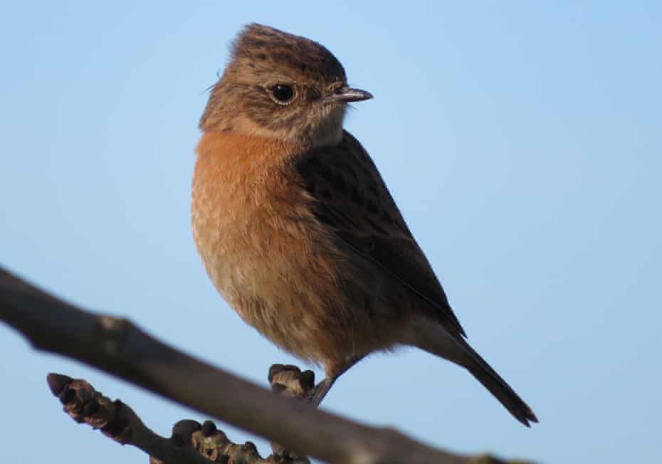 A female stonechat pictured in Cambridgeshire last week.