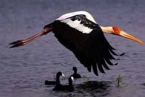 A painted stork flies over the Anasagar lake in Ajmer, India