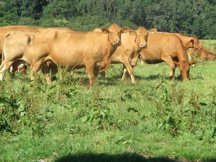 Sleek south Devon cattle opposite home.