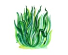 Why is the grass green and which was the deadliest dinosaur? The kids quiz