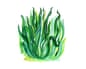 Watercolour illustration of a clump of grass in different greens, on a white background