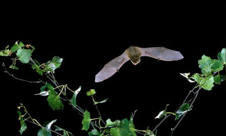 A common pipistrelle.