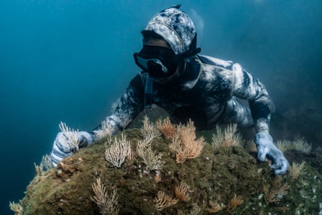 A diver plants coral on a rock