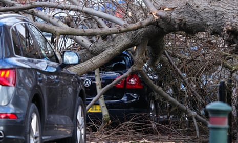 two cars under fallen tree