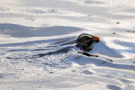 A tawaki swims in Charles Sound in Fiordland