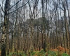Country diary: Welcome to the woods where bomber aircraft once hid | Jennifer Jones