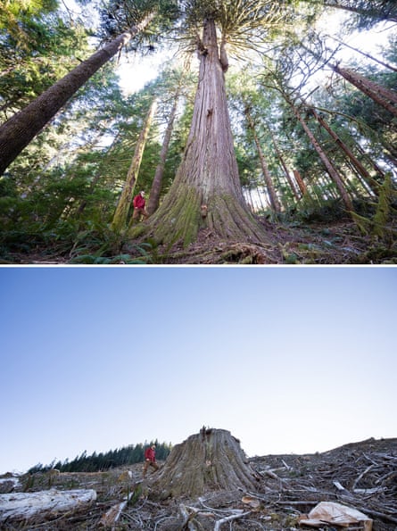 A forest in the Caycuse watershed was lush and vibrant before it was logged.